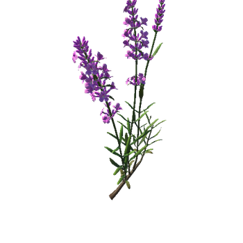 Flower  Lavandula 4